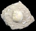 Eocene Fossil Gastropod (Globularia) - Damery, France #32436-1